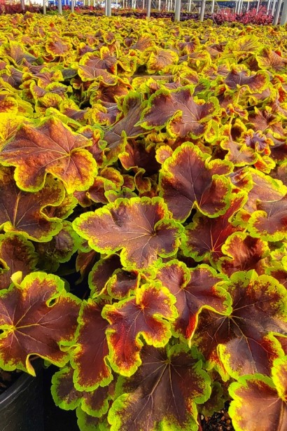 Гейхера гібридна ’Солар Екліпс’|Heuchera hybrida ’Solar Eclipse’|Гейхера гибридная ’Solar Eclipse’